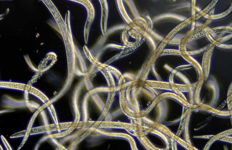 Aaltjes header - Van Grasman