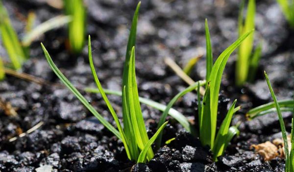 Hoe lang duurt de ontkieming van graszaad? Directe antwoorden!