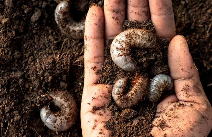 Engerlingen bestrijden header - Van Grasman