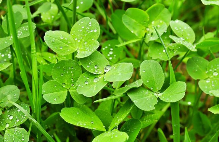 Klaver in gazon - Van Grasman