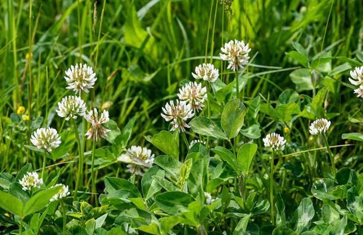 Primstar tegen onkruid - Van Grasman