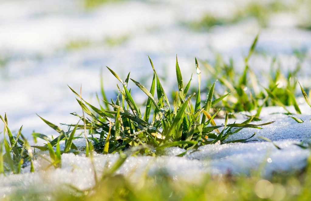 Gazon Winterklaar Maken De Belangrijkste Taken Beknopt Gebundeld