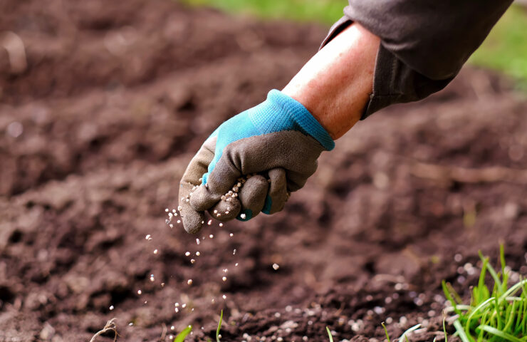 Gazon bemesten bij droog weer