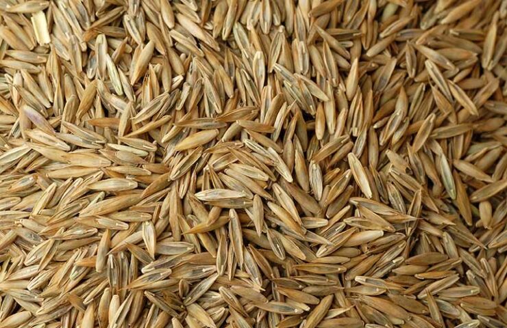 Graszaad mengen met potgrond