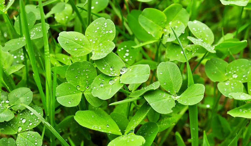 Klaver in het gazon bestrijden