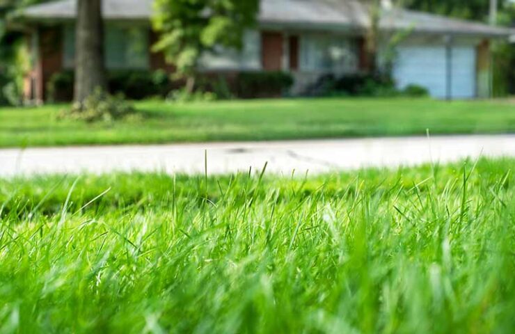 Teveel graszaad gestrooid