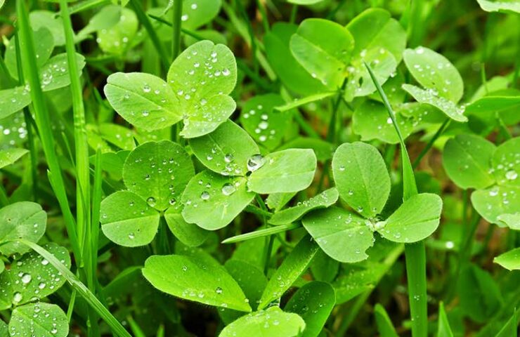 Waar is klaver in het gazon goed voor?