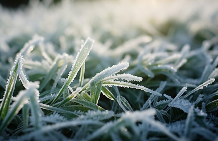 Wanneer gras maaien na winter?