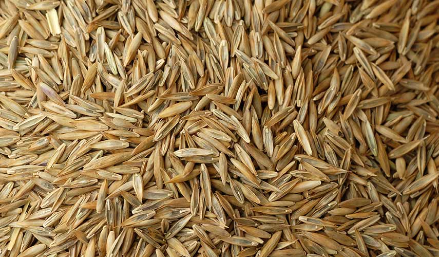 Welk graszaad voor bijzaaien