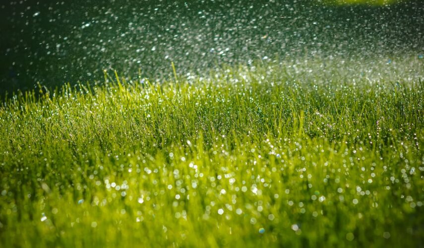 Hoe lang kan een gazon zonder water headerfoto