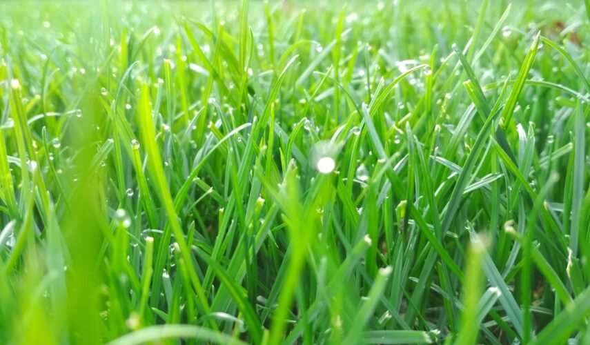 Hoe snel groeit gras per dag?