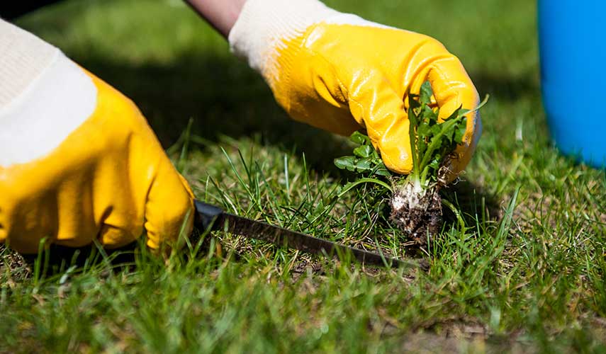 Kruipend onkruid bestrijden