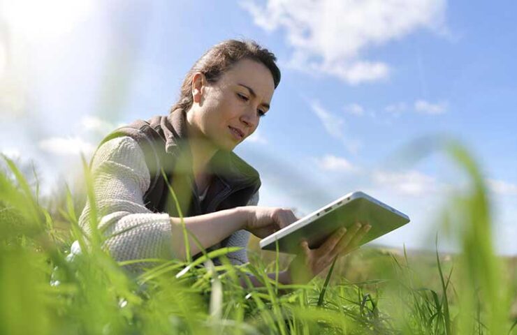 Tot wanneer gras zaaien