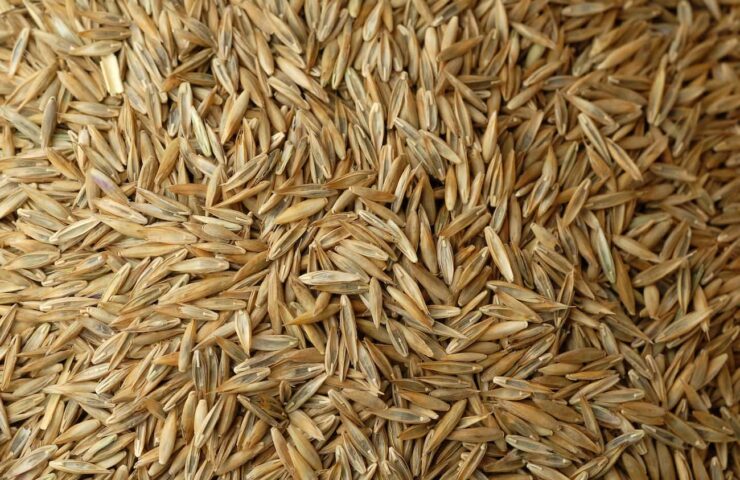 Waar komt graszaad vandaan headerfoto