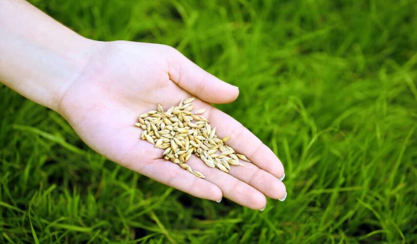 Wat is goed graszaad? headerfoto