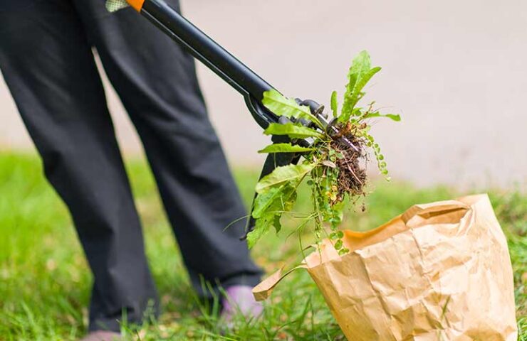 Onkruid uit gras steken
